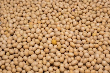 Soya fasulyesi görüntüyü kapat 