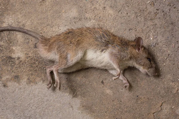 El ratón muerto en el suelo sucio imagen —  Fotos de Stock