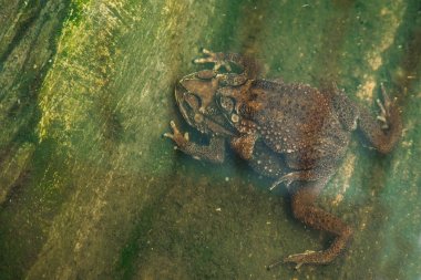 Kurbağa kaç yumurta wate içinde yapım su ıslahı kurbağa içinde