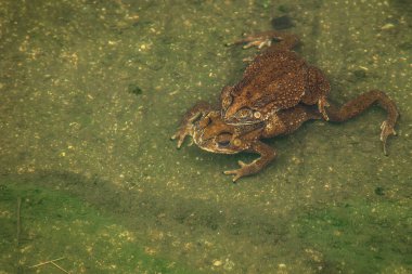 Kurbağa kaç yumurta wate içinde yapım su ıslahı kurbağa içinde