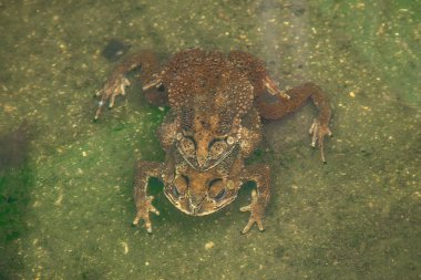 Kurbağa kaç yumurta wate içinde yapım su ıslahı kurbağa içinde