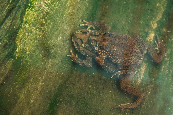 Krötenpaar im Wasser brütet Kröte und legt Eier im Wasser — Stockfoto