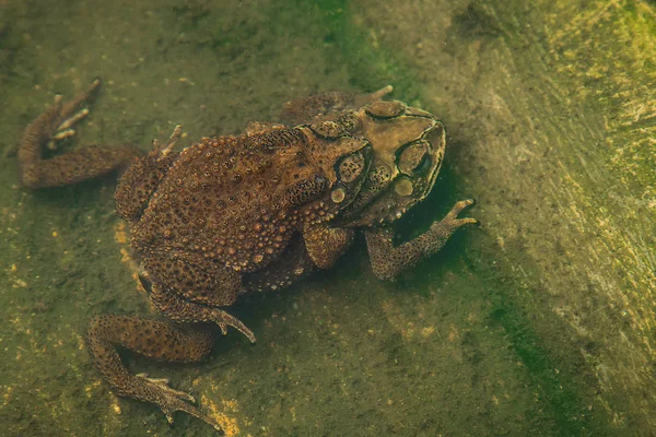 Kurbağa kaç yumurta wate içinde yapım su ıslahı kurbağa içinde