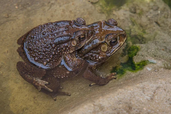 Ζευγάρι βάτραχος στο νερό εκτροφής toad καθιστώντας τα αυγά σε wate — Φωτογραφία Αρχείου