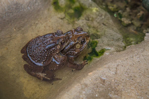 Ζευγάρι βάτραχος στο νερό εκτροφής toad καθιστώντας τα αυγά σε wate — Φωτογραφία Αρχείου