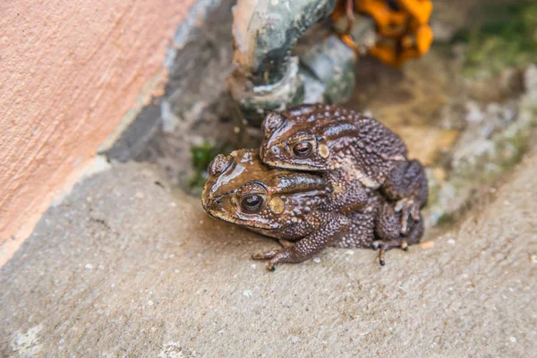 Ζευγάρι βάτραχος στο νερό εκτροφής toad καθιστώντας τα αυγά σε wate — Φωτογραφία Αρχείου