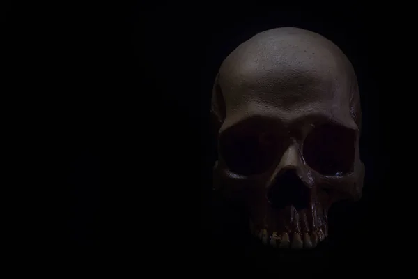 Натюрморт черепа на темному фоні — стокове фото