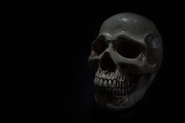 A Still life of skull in to the  dark backgroun — Stock Photo, Image