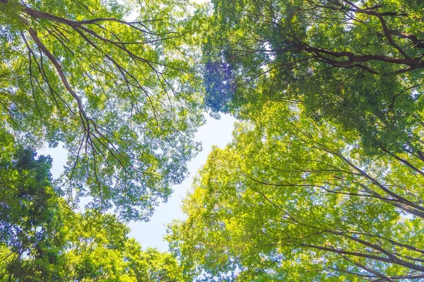 Ceiba dřevo Ceiba dřevo