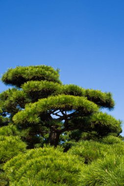 Tokyo Japonya görüntüdeki Japon Parkı
