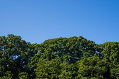 Tokyo Japonya görüntüdeki Japon Parkı