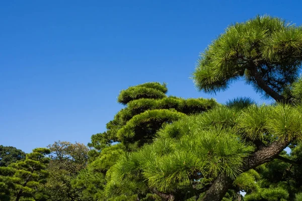 Il parco giapponese in tokyo immagine del Giappone — Foto Stock