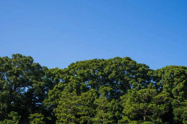 Il parco giapponese in tokyo immagine del Giappone — Foto Stock