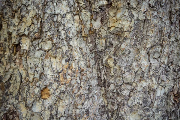 A imagem da árvore da casca fecha-se na madeira — Fotografia de Stock