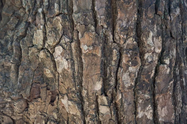 Образ коры дерева крупным планом в лесу — стоковое фото