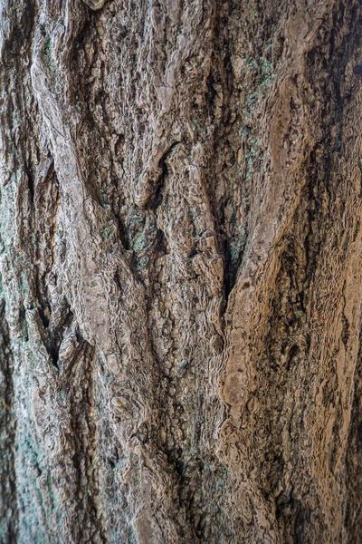 Kůra stromu obraz zblízka v lese — Stock fotografie