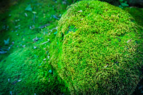 A Green mos cover the rock in forest, Abstract Background — стоковое фото