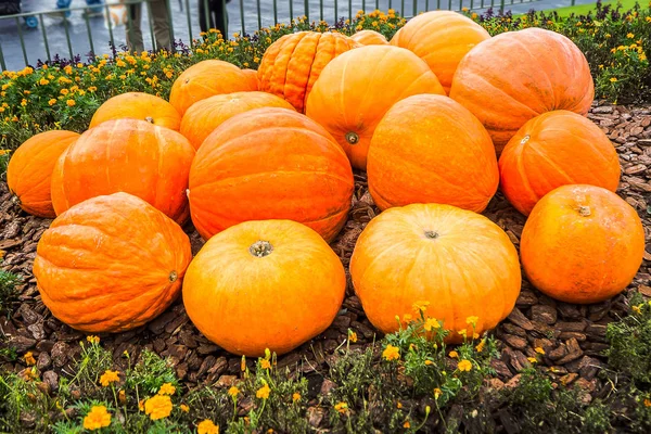 The yellow pumpkins in farm  outdoor  image. — Stock Photo, Image