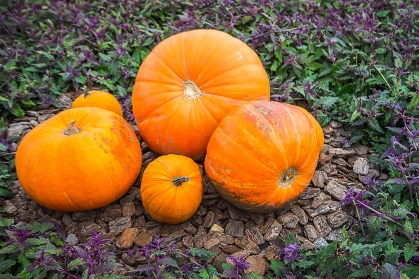 The yellow pumpkins in farm  outdoor  image. — Stock Photo, Image