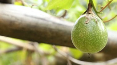 Yeşil tutku meyve çiftlikte görüntüleri kapat 