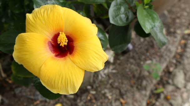 A flor amarela Hibiscus imagens de perto — Vídeo de Stock