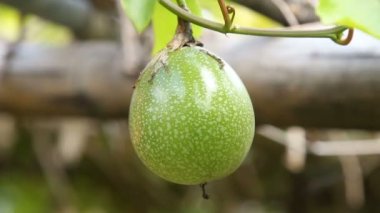Yeşil tutku meyve çiftlikte görüntüleri kapat 