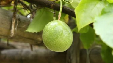 Yeşil tutku meyve çiftlikte görüntüleri kapat