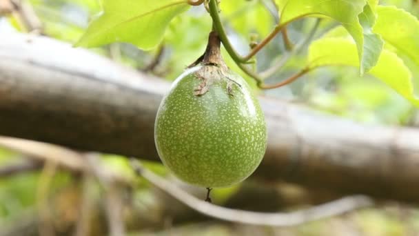 Το πράσινο φρούτο του πάθους στο αγρόκτημα από κοντά πλάνα — Αρχείο Βίντεο