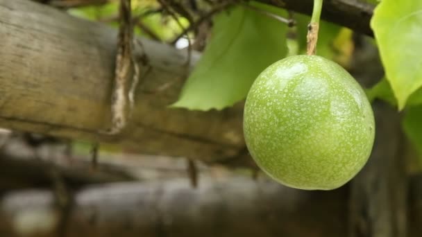 De gröna passionsfrukt på gården närbild bilder — Stockvideo