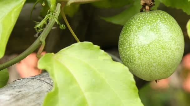 La fruta de la pasión verde en la granja cerca de material de archivo — Vídeo de stock