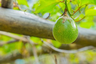 Yeşil tutku meyve çiftlikte görüntüyü kapat