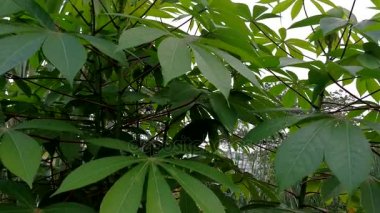 Tapyoka ağaç görüntüleri kamera slayt hareketi .