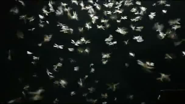 Images Mayfly jouant de la lumière en fond noir .