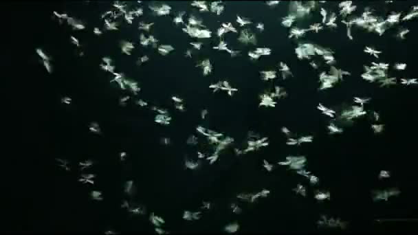 Filmati Mayfly Che Gioca Leggero Sfondo Nero — Video Stock