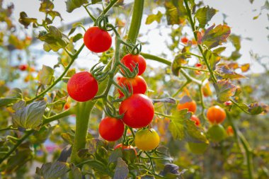  domates çiftlik görüntüde taze yakın çekim.