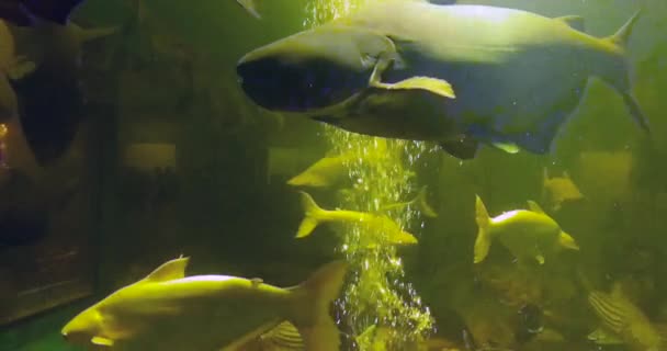 Sladkovodní Ryby Thajsku Akvarijní Záběry Pro Obsah Přírody — Stock video
