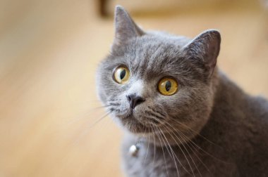 İngiliz kedi sarı gözleri