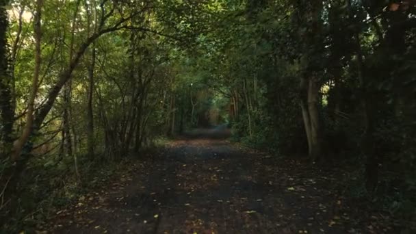 POV yürümek boş bir ormandaki bir yol boyunca uzakta medeniyet — Stok video