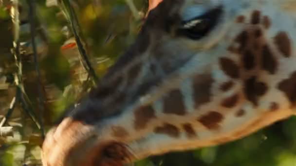 Ultra closeup žirafí hlavy proti zelené listí — Stock video