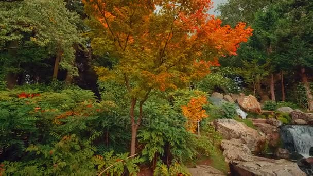 Weitwinkelpfanne mit exquisiten Details üppiger japanischer Gärten einschließlich eines Wasserfalls im Frühherbst — Stockvideo