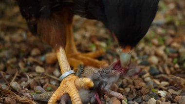 Bir fare yiyen bir çizgili caracara closeup çekim