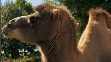 Ultra closeup çekim bir deve bir yeşil yeşillik arka plan