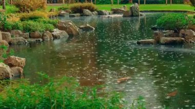 Koi balıkları ile bir su birikintisi bir Japon bahçesi düşen yağmur damlacıkları ile gösterilen orta telefoto çekim