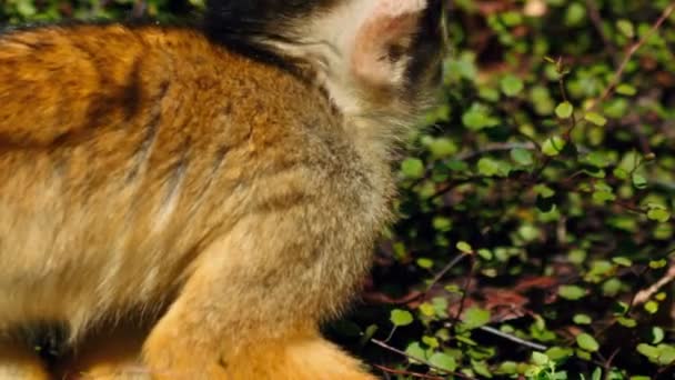 Ultra closeup στιγμιότυπο του ενός κάλυκα μαύρο σκίουρος μαϊμού εναντίον πράσινη βλάστηση — Αρχείο Βίντεο