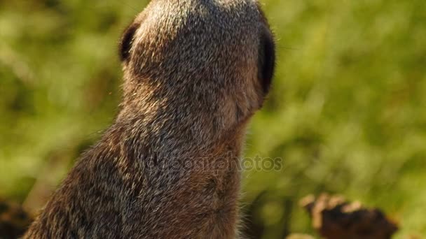 Ultra gros plan d'un suricate mignon sur un fond de feuillage vert — Video