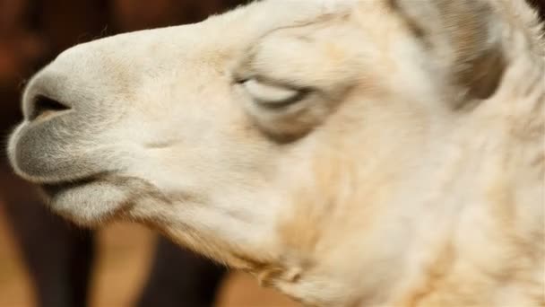 Son derece detaylı atış bir Arap dromedary deve yüz - camelus dromedarius profil gösteriliyor — Stok video