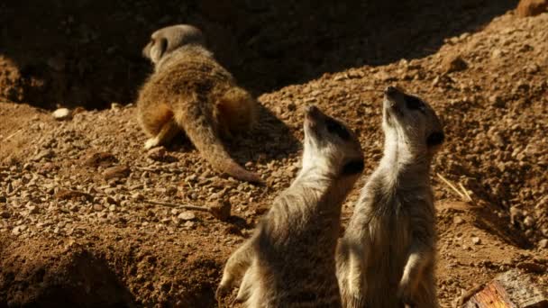 Close-up tiro de um par de meerkats olhando para o céu durante a hora de ouro — Vídeo de Stock