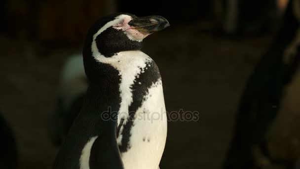 Ultra close-up tiro de um pinguim solo se aquecendo ao sol — Vídeo de Stock