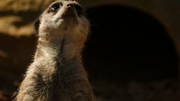 Gros plan d'un suricate solo regardant dans toutes les directions 