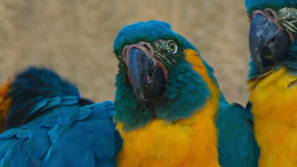 Ultra close-up shot van 3 blue-throated macaws - ara glaucogularis - vechten voor ruimte in een "perch" — Stockvideo